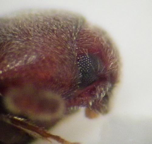 Trixagus dermestoides